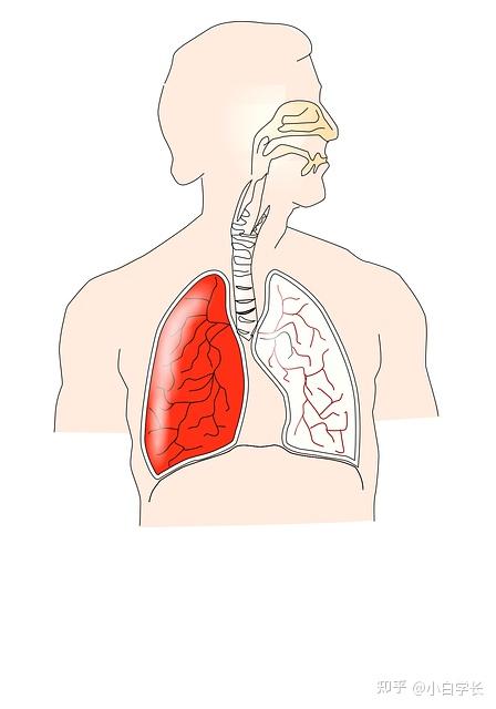 呼吸困難是什麼原因,呼吸困難胸悶氣短是怎麼回事 - 知乎