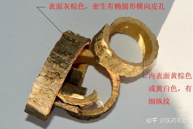 带你识别合欢皮 - 知乎