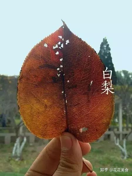一叶知秋，一叶识树 - 知乎