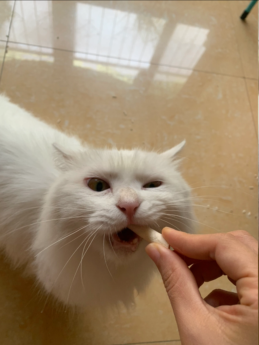 怎么样训猫教它听话，纠正9种猫咪坏习惯 - 知乎