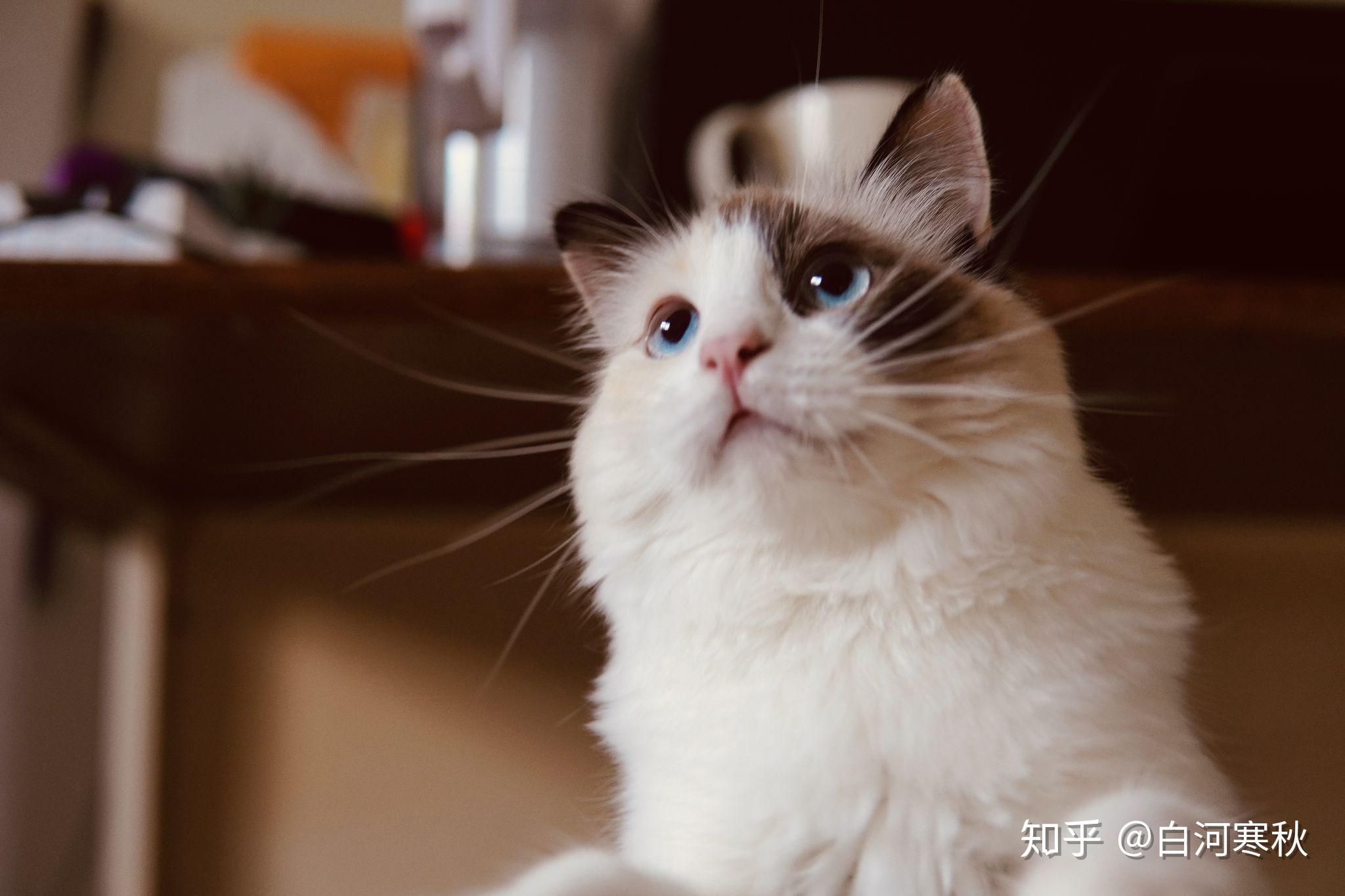 布偶九个月了还是尖嘴猴腮怎么办