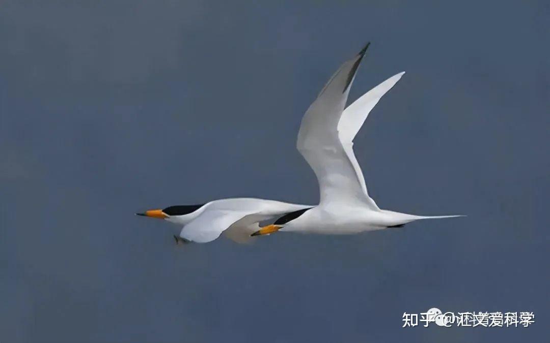 揭秘:“神话之鸟”中华凤头燕鸥繁殖的奇幻世界 - 知乎