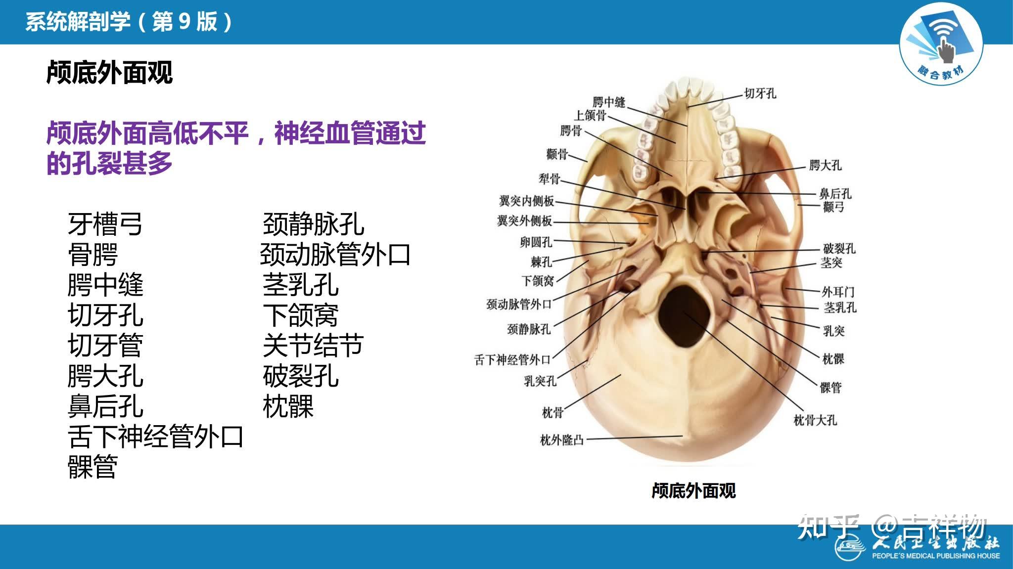 颅骨层次解剖图图片