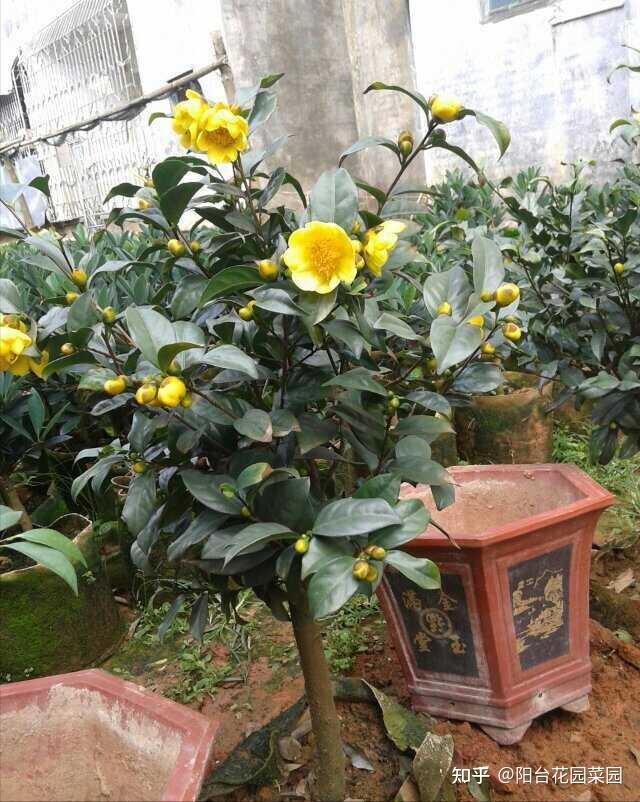 8种“贵族花”,实在太奢侈,动辄上千元,家里有矿才敢买(贵族服饰花纹)