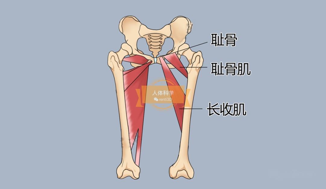 【髋内收肌】大收肌,长收肌,短收肌,耻骨肌,股薄肌