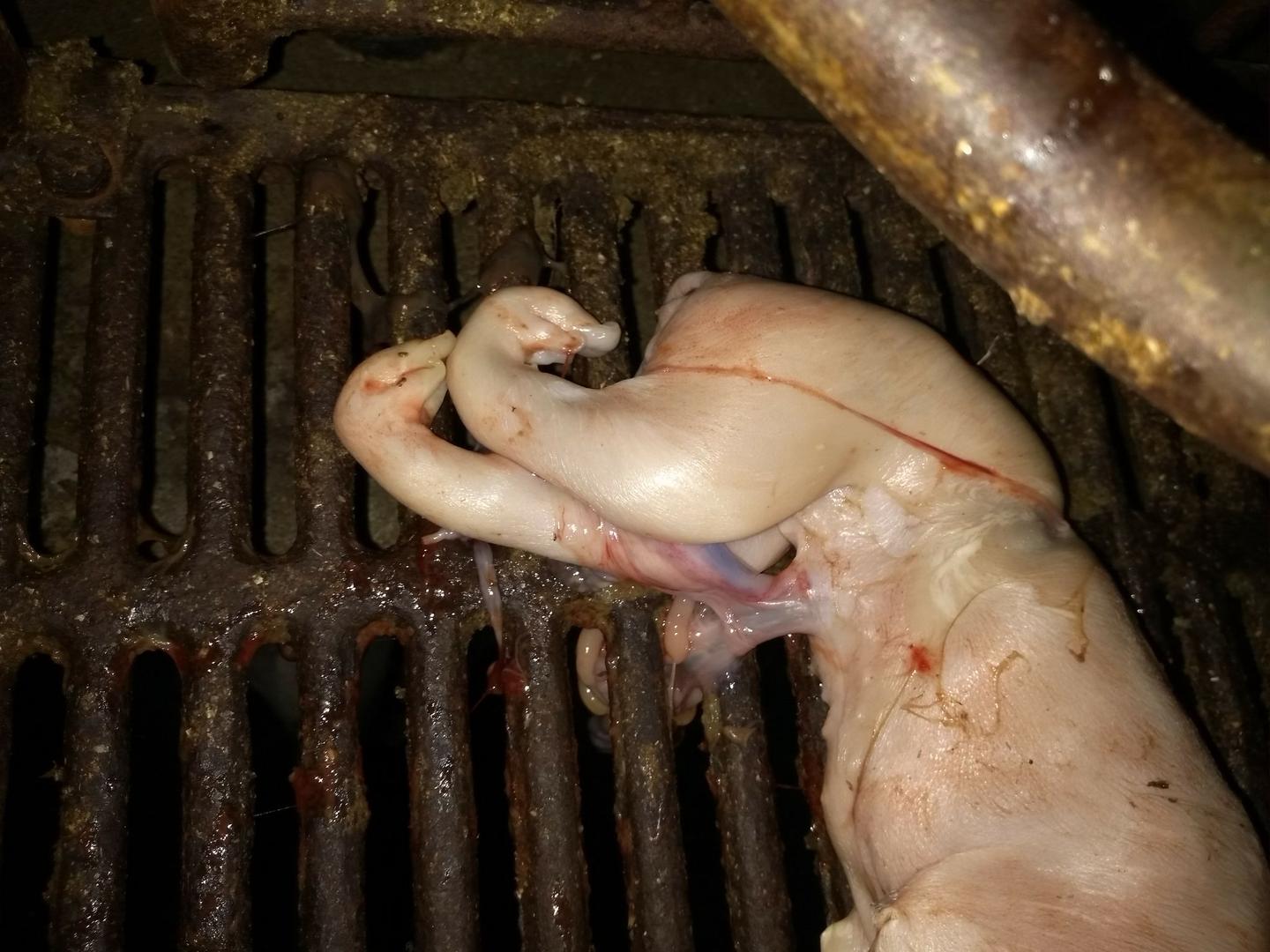 关于母猪难产那点事- 知乎