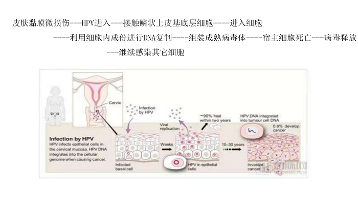 宅家學健康女性陰道微環境與宮頸hpv感染2