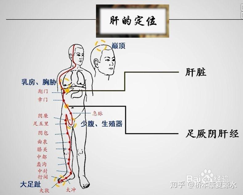 肝胆经的位置图片