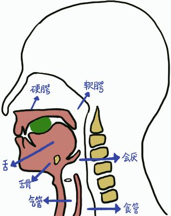 浙江省人民医院康复医学科脑损伤后气管切开患者的吞咽功能康复