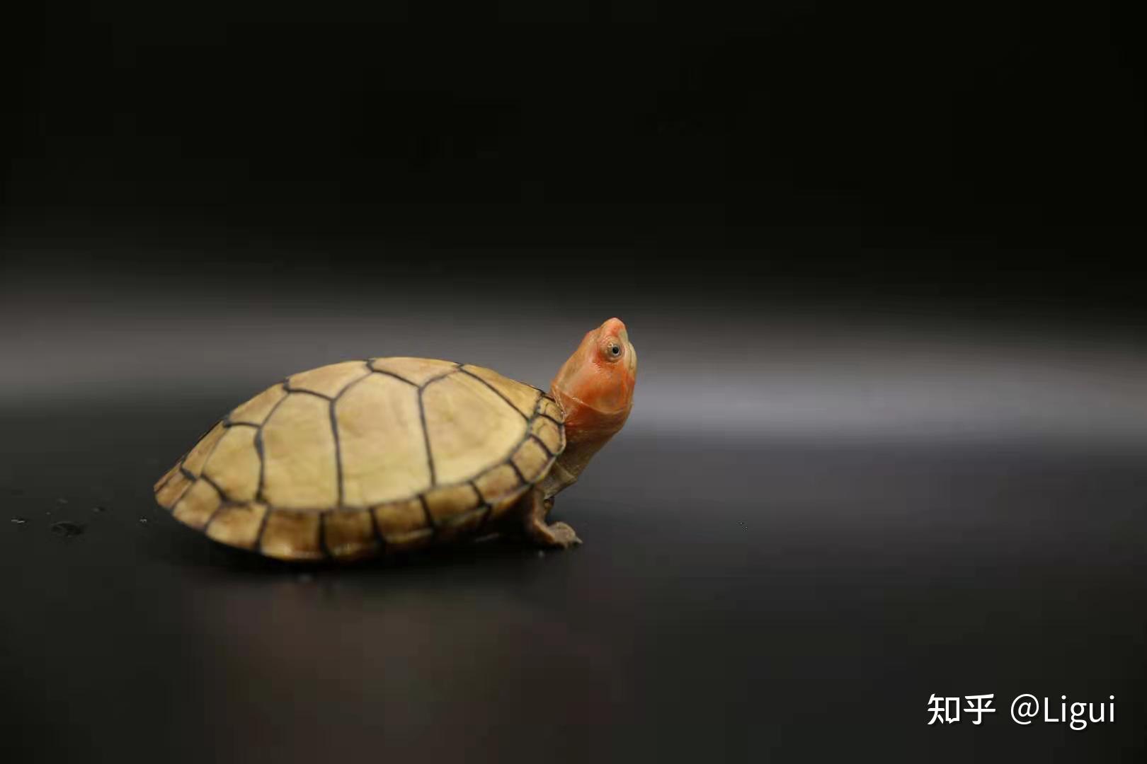 红面蛋龟红面泥龟的饲养方式