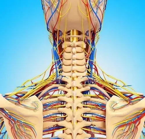 而椎动脉的血管表面分布着一些神经纤维