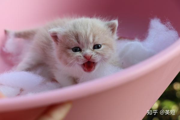 双血统英短01松子x小冰冰短毛猫蓝白配三花生的小猫照片 知乎