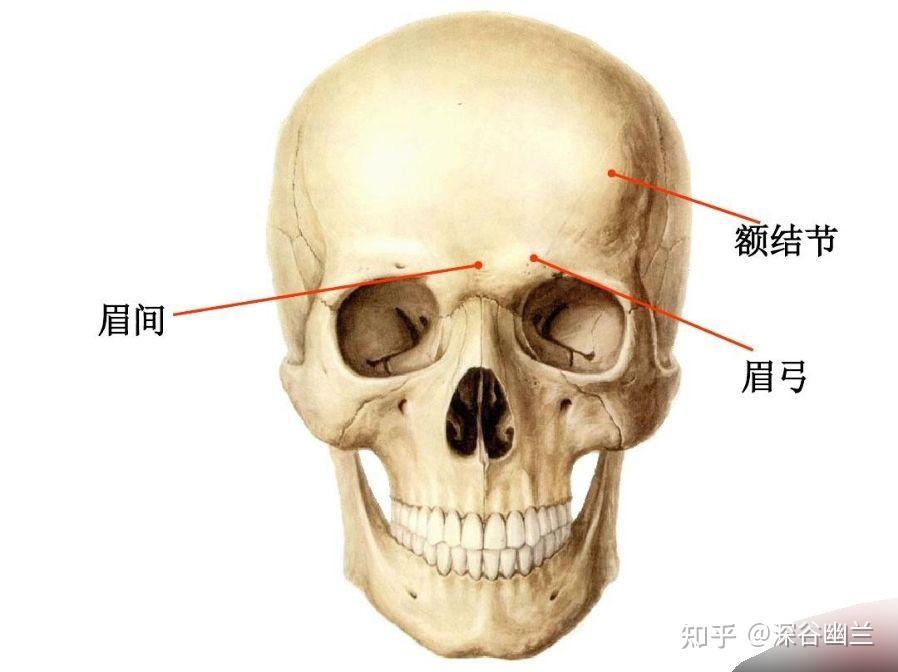 头部体表标志与投影 - 知乎