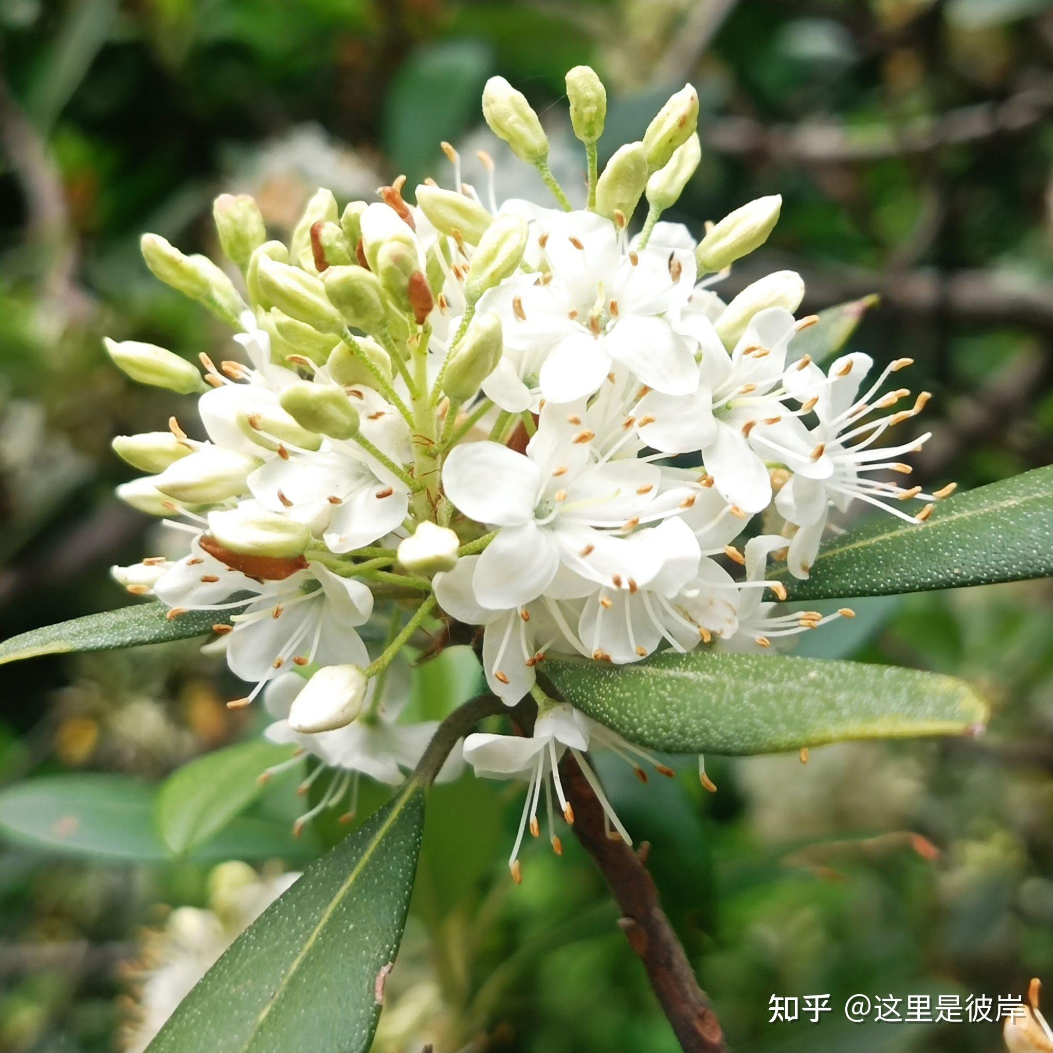 照山白是杜鹃花科,杜鹃属,常绿灌木,花密生成总状花序;花冠钟形白色