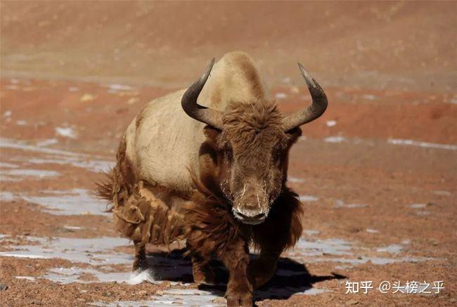 西藏羌塘发现30多头金丝野牦牛,专家估计共不足200头