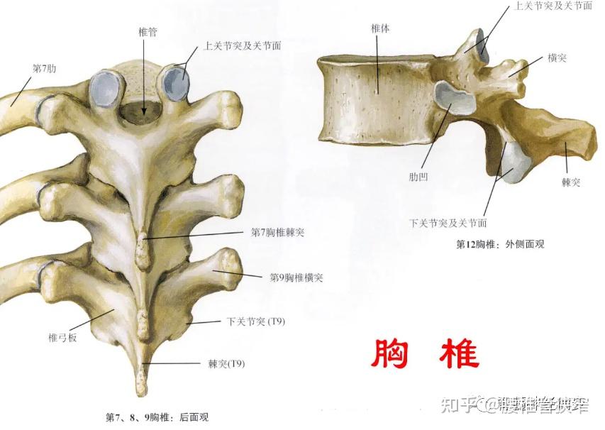 胸椎管狭窄【疾病剖析】 - 知乎