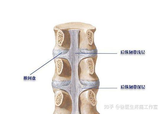 人体主要韧带解剖、起止点! - 知乎