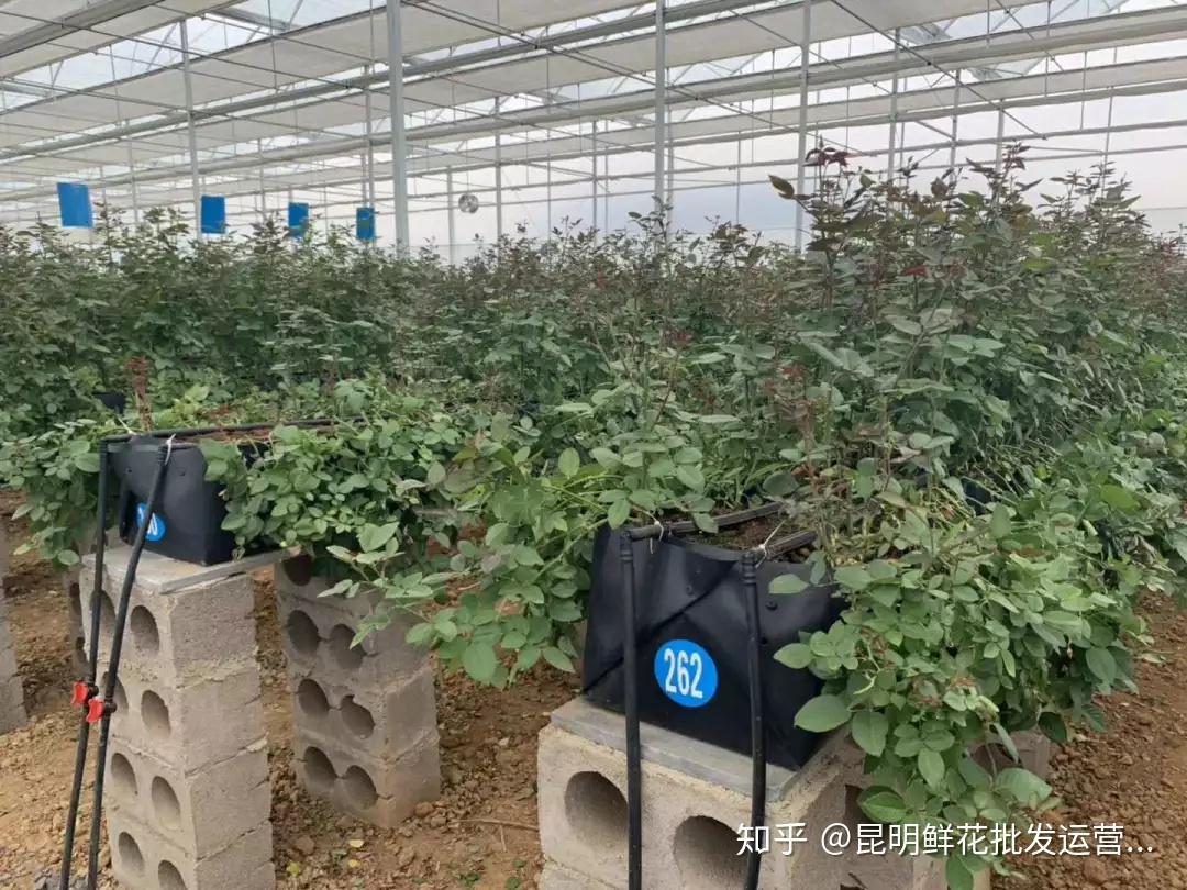 溼度及基質內水肥數據,在玫瑰鮮切花種植過程中實現科