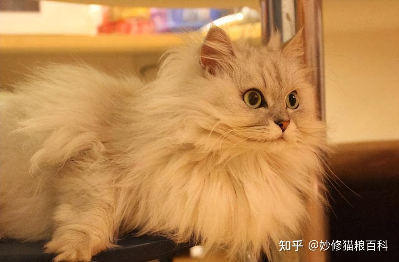 4,金吉拉猫
