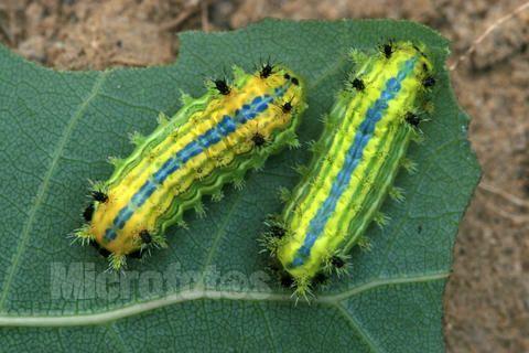 家庭园艺常见害虫 知乎