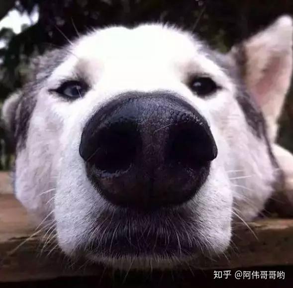 狗狗黑鼻头褪色了好慌