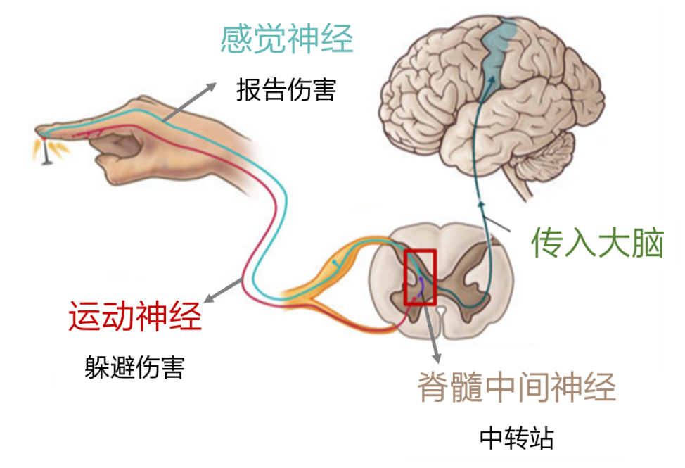 科学家发现一个痛觉基因,或为"无痛分娩"的新希望