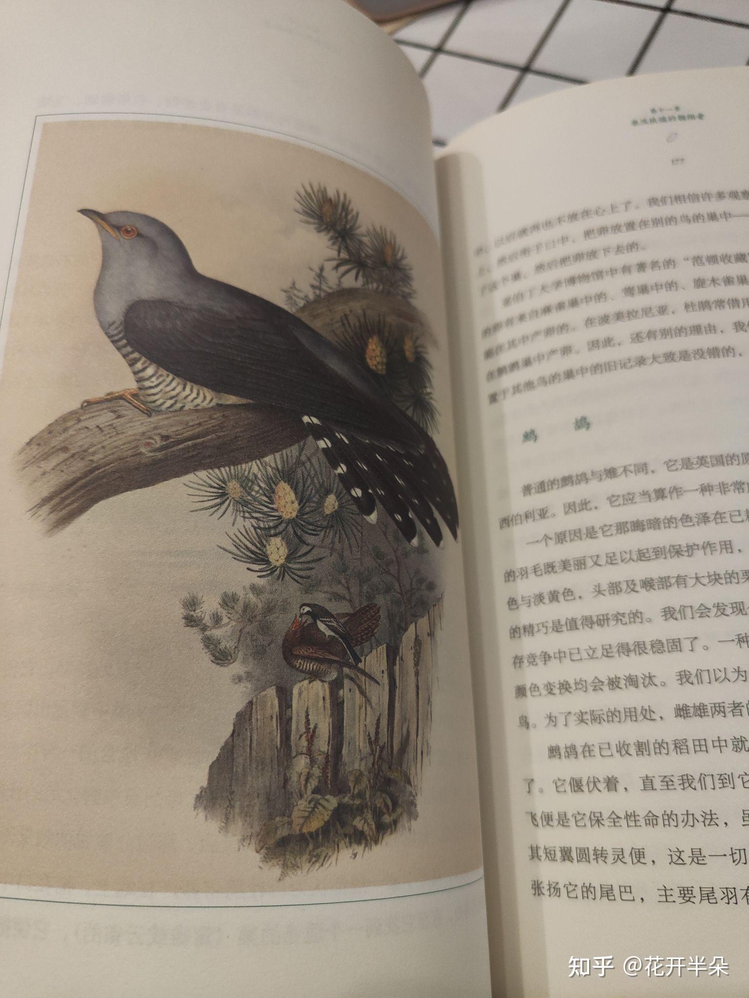 原始鸟类研究揭示鸟类肩带骨骼的发育可塑性----中国科学院古脊椎动物与古人类研究所