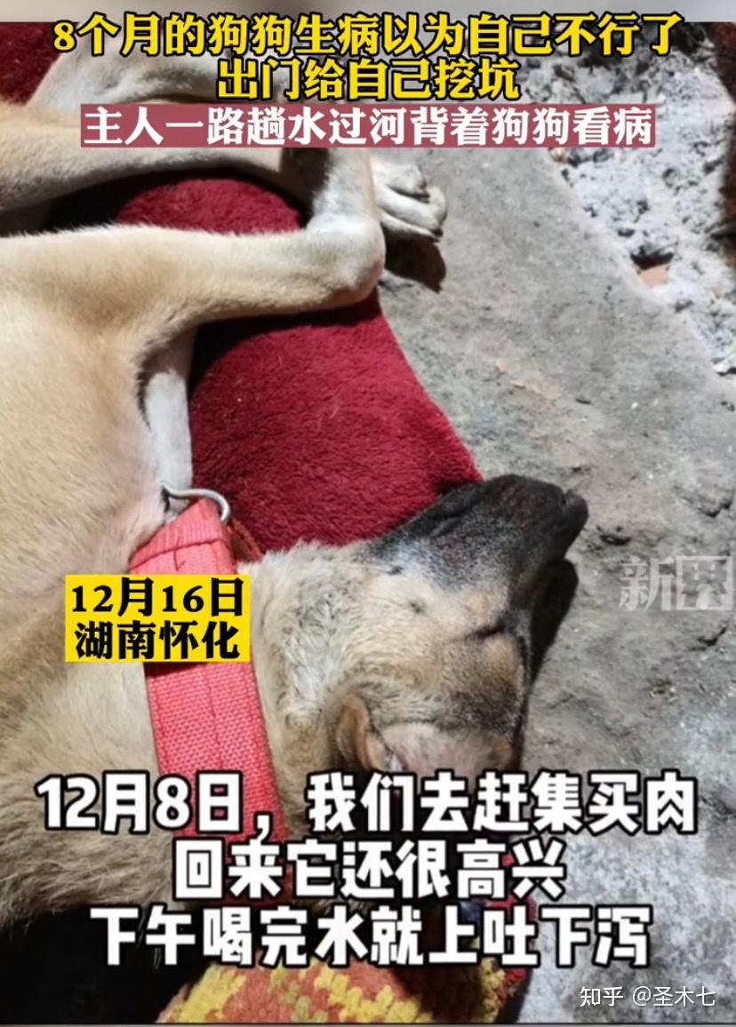 狗生病以为自己不行了，挖坑等死，主人背着狗子趟水过河带狗子看病 - 知乎