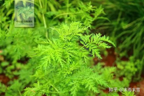 青蒿：呦呦鹿鸣，食野之蒿 - 知乎