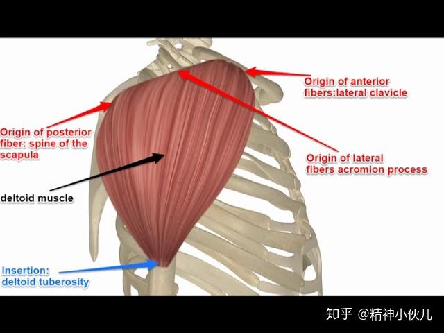 前,外侧锁骨,肩峰边缘与肩胛骨脊柱的下沿肌止端:肱骨中外侧的三角
