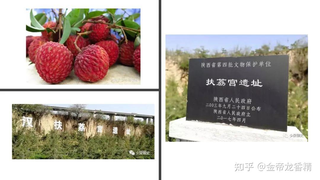 香精与香料(162)—荔枝 - 知乎