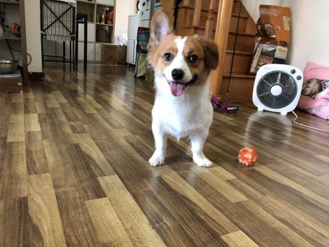 我就折耳小柯基,奥巴马…          赞同 添加评论           喜欢