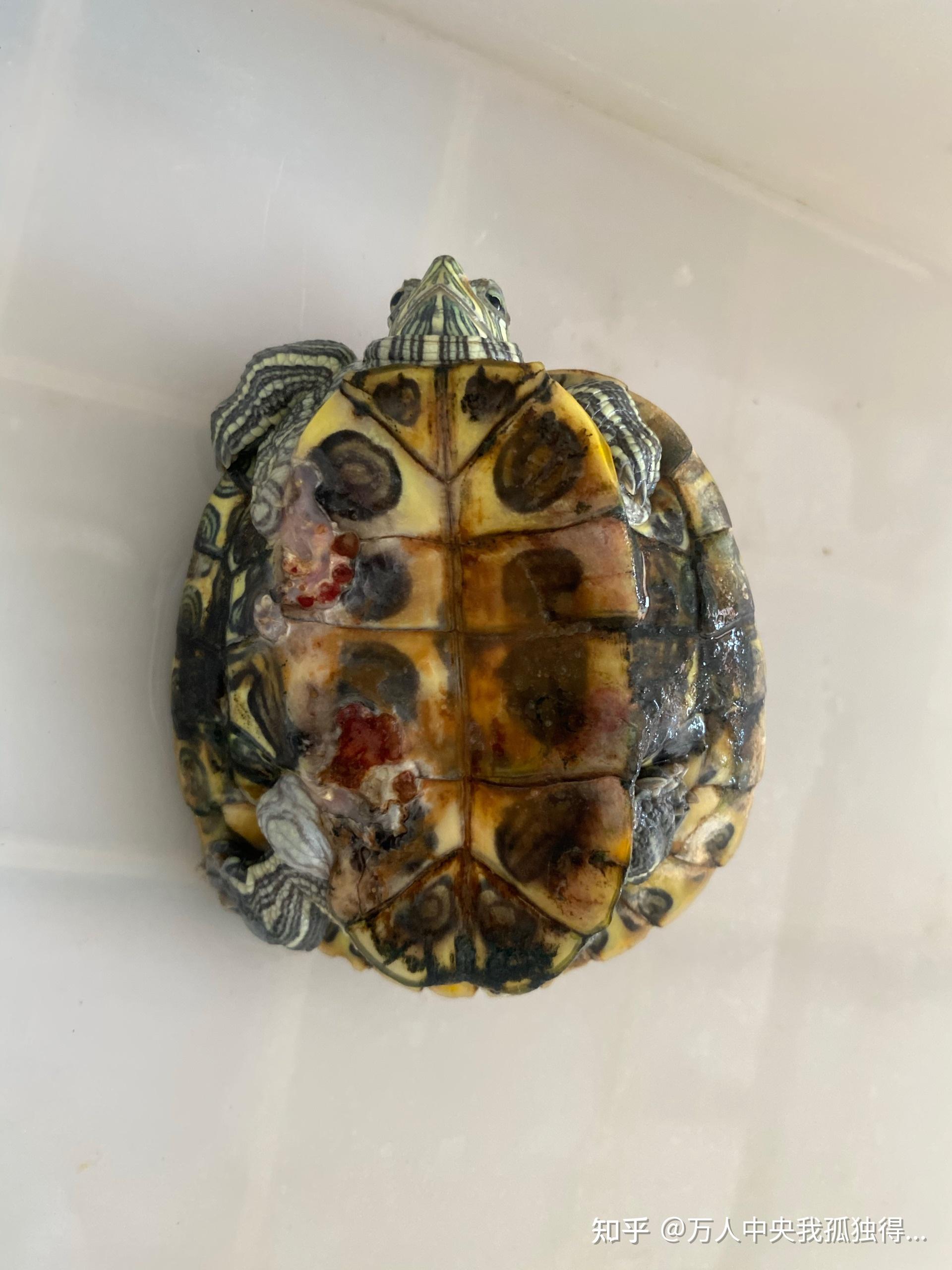 珍珠龟腐甲病图片