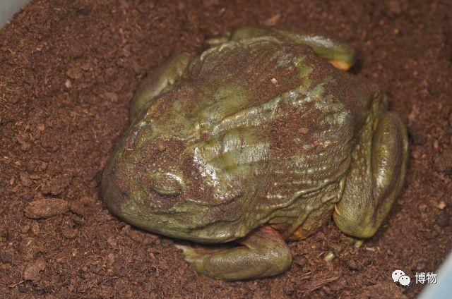 非洲牛蛙冬眠图片