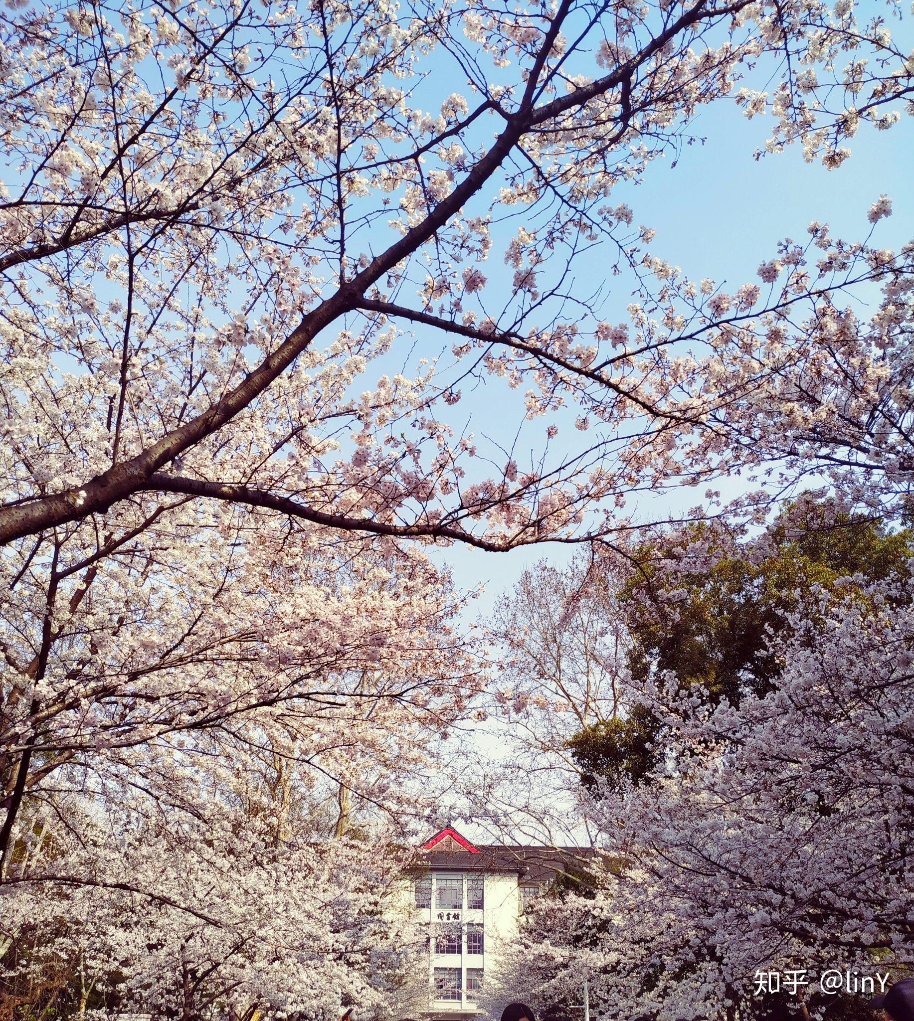 南京樱花园图片