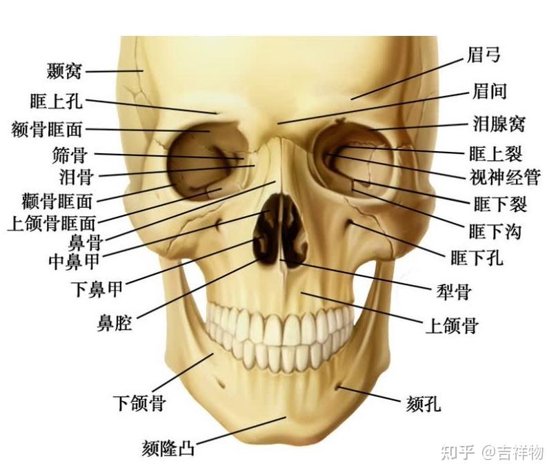 面颅骨的组成图图片