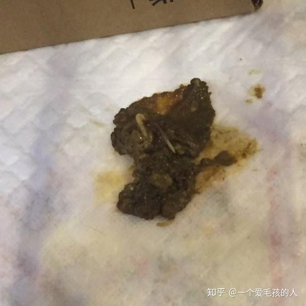 再給了一瓶藥今天便便有一隻死掉的蛔蟲,又一直狂拉,帶去給醫生看禮拜