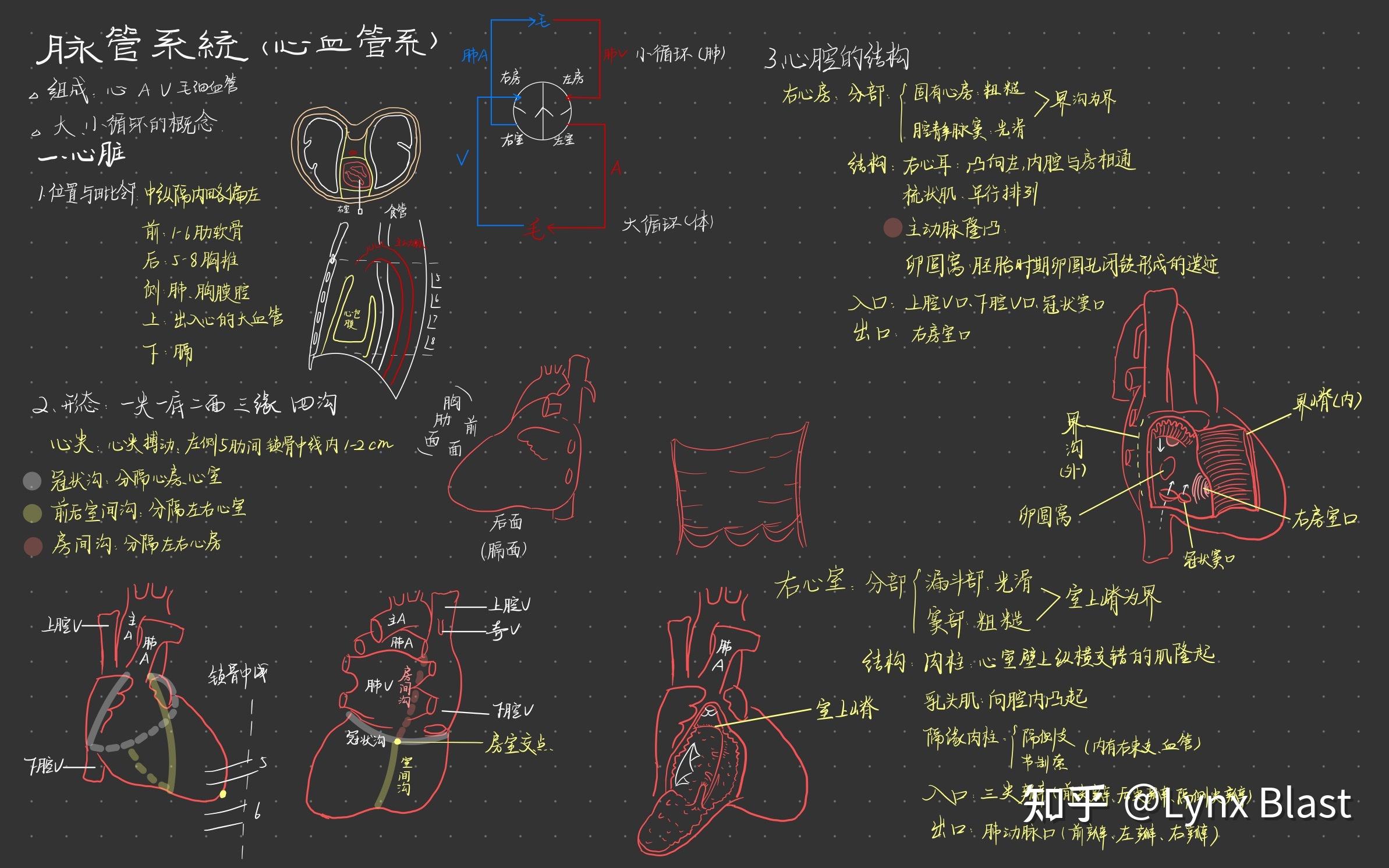 系统解剖思维导图手绘图片