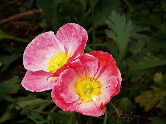 植物篇2 花朵与希腊女神 知乎