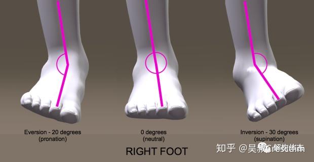 横跗关节——理解足踝损伤与生物力学的关键 - 知乎