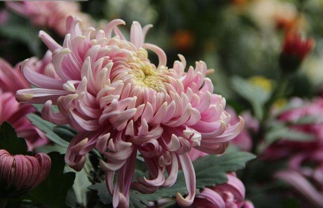 那些美得惊艳时光的古代花名一