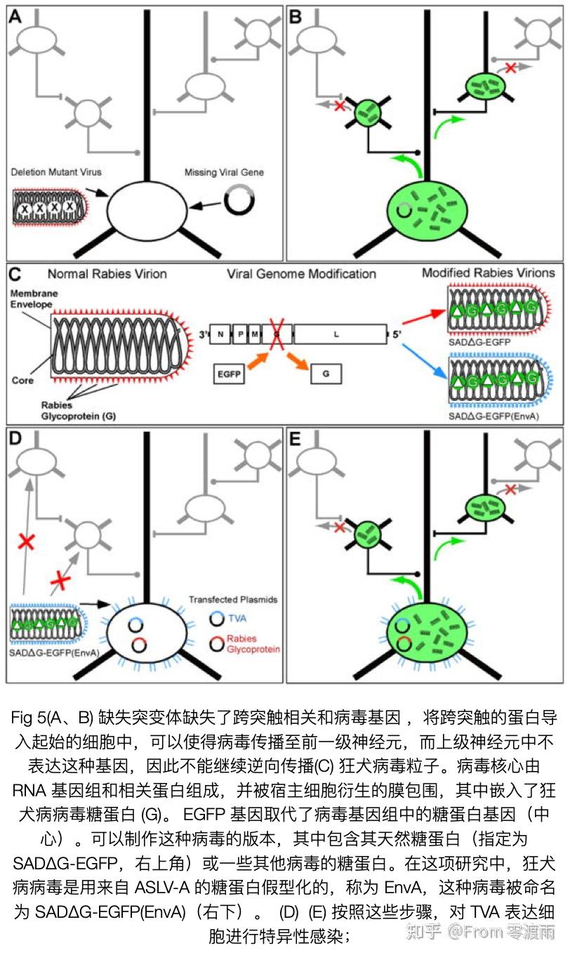 病毒示踪技术的实验原理和实验操作