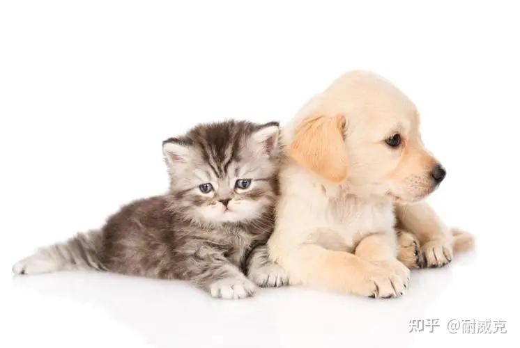 请收下耐威克这份狗猫双全攻略! - 知乎