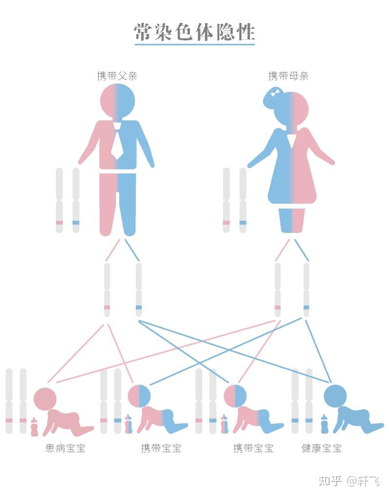 父母基因遗传规律图解图片
