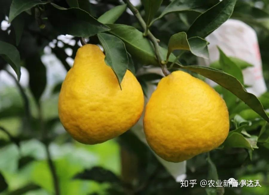 时下很火的柑橘新品种推荐 - 知乎