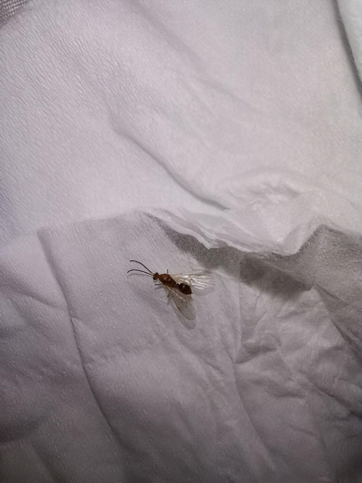 这种长翅膀的黄色蚂蚁是肿腿蜂还是飞蚂蚁？有什么危害？ - 知乎