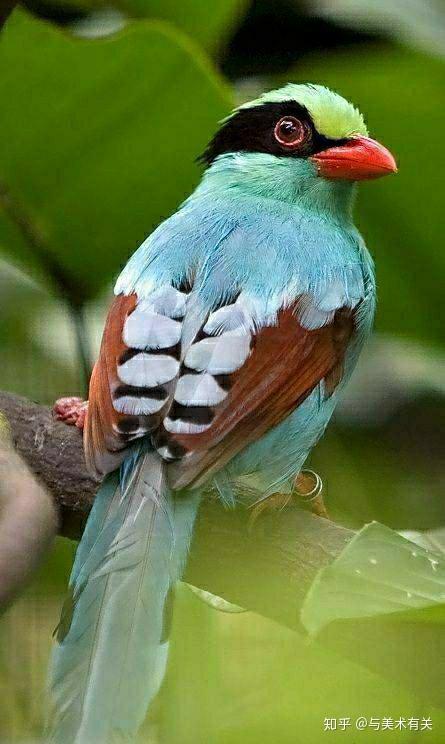 艳丽的色彩,高贵的鸟儿,图片欣赏