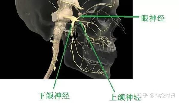 体表神经解剖：三叉神经详解 - 知乎