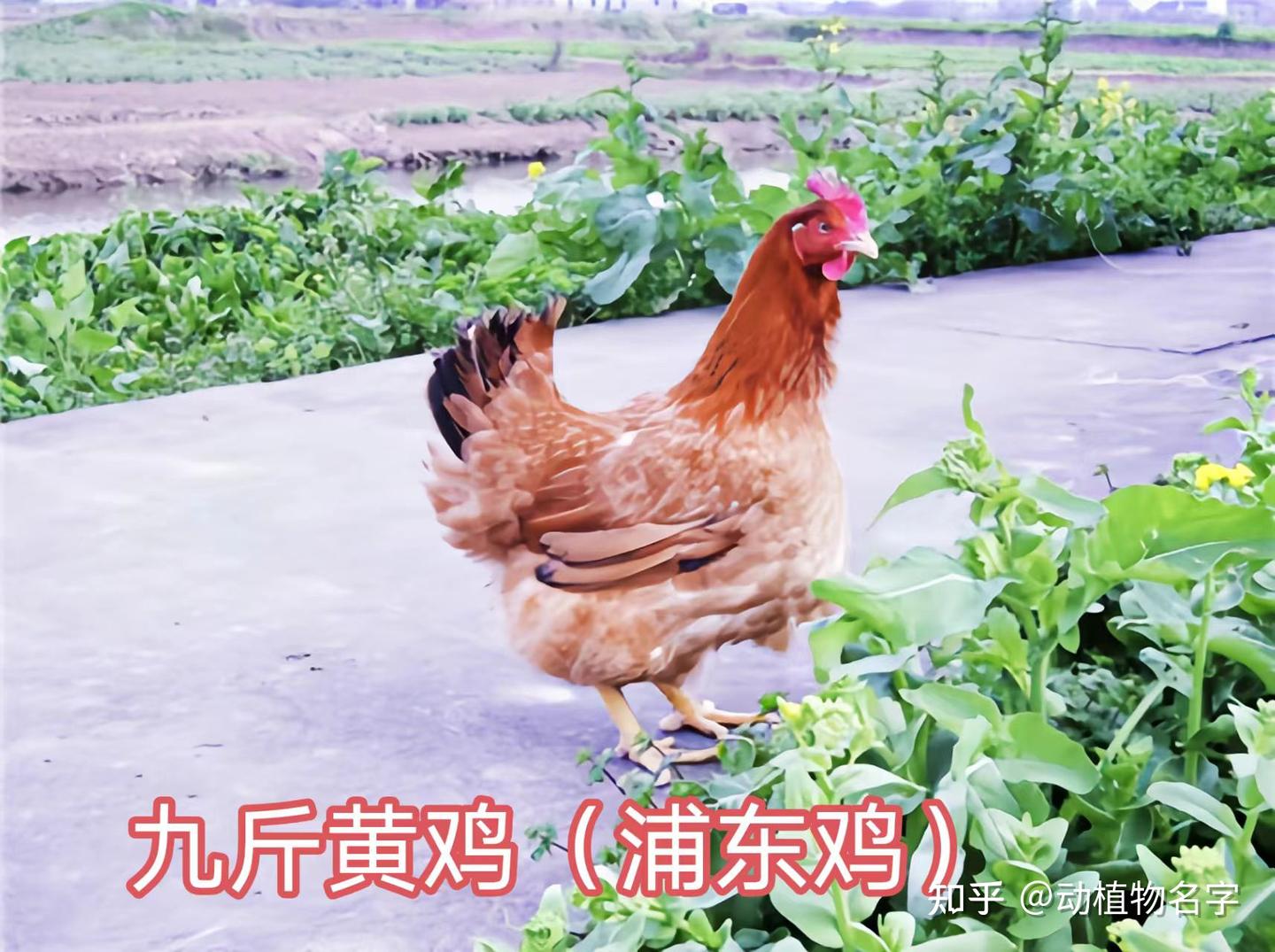 98图带你走进家鸡的世界,家鸡大全第二篇 - 知乎