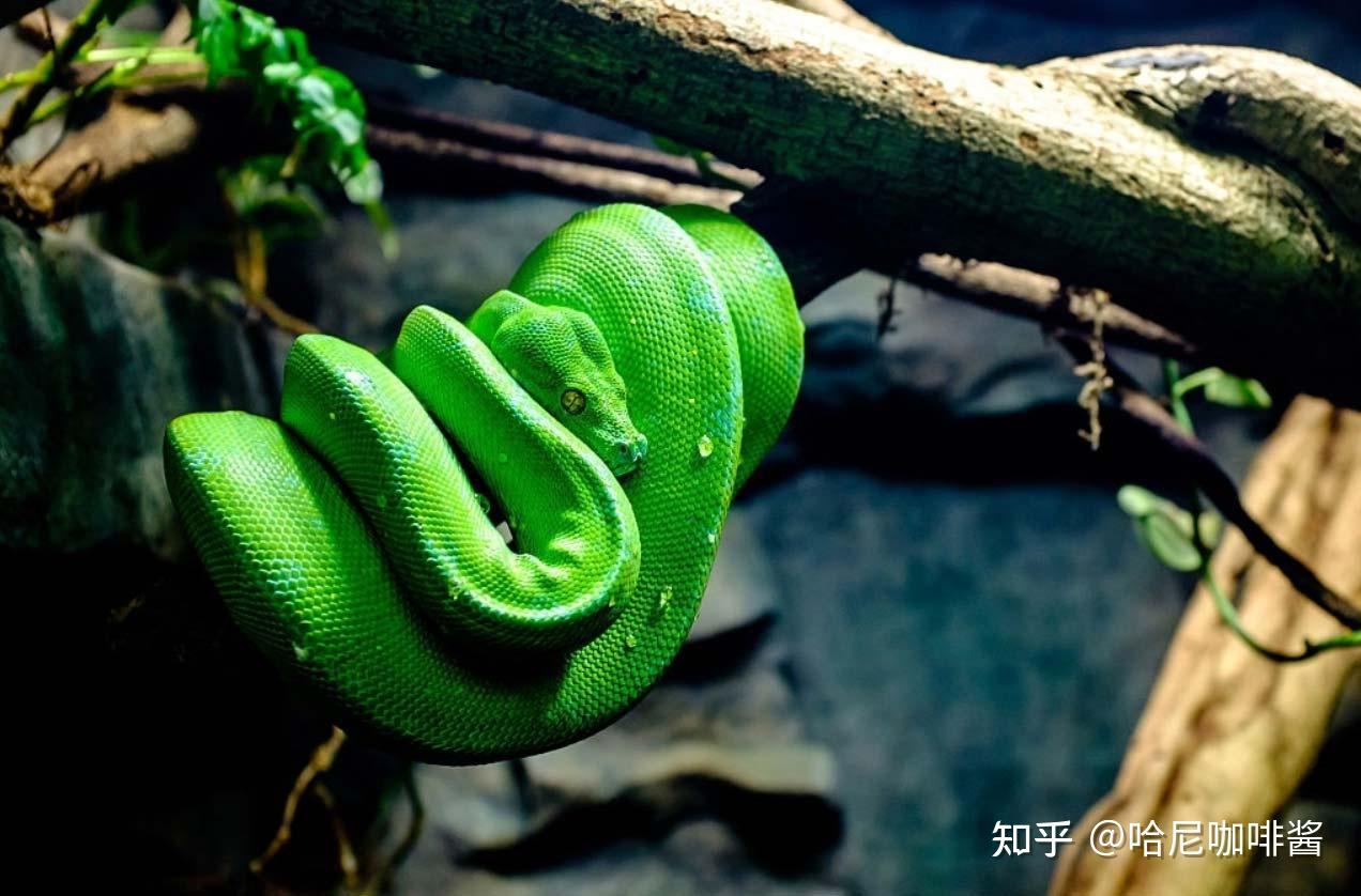 中国常见蛇类（剧毒蛇下） - 知乎